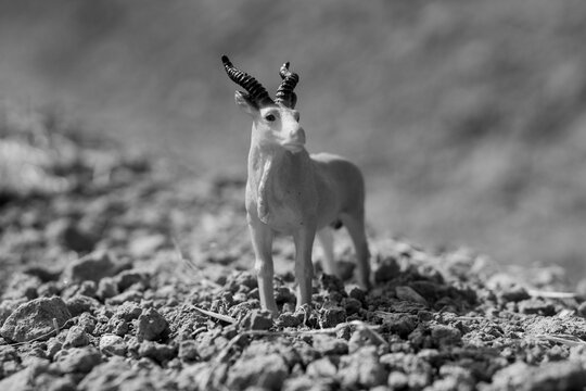 This miniature figure depicts a Tibetan gazelle, a species of African spiral-horned antelope. This is a black-and-white photograph of the small animal model placed in a rocky environment.