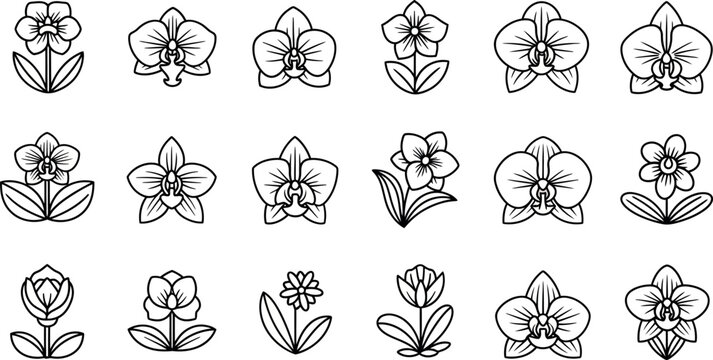 Black and white line of various orchid flowers line black and white botanical