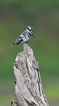 Pied Kingfisher Perched on Dry Tree Trunk Close Up Water Kingfisher Ceryle Rudis Wildlife Bird in Natural Habitat 4K