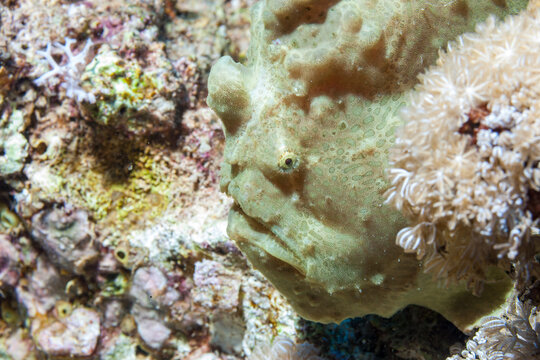 Egypt, Taba, Frogfish (Antennarius, sp.)