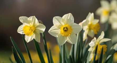 Obraz premium Delicate daffodil ensemble exuding vibrant springtime aura and freshness