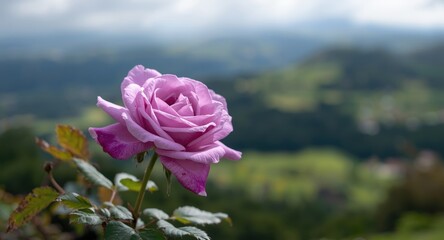 Fototapeta premium Delicate purple rose presenting fairy tale romance against peaceful natural views