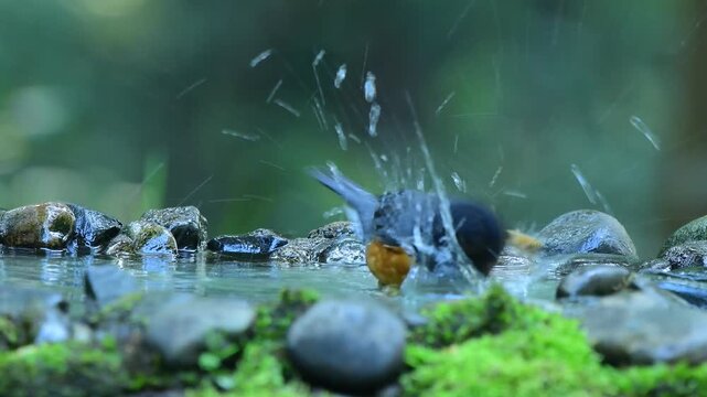 real footage of various minivets