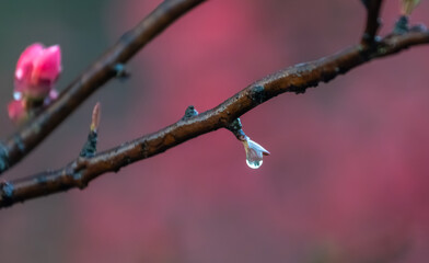 Post-rain begonia blooms glisten with dew, pink petals dripping crystal tears &mdash; macro capture of spring&rsquo;s vibrant allure and vitality