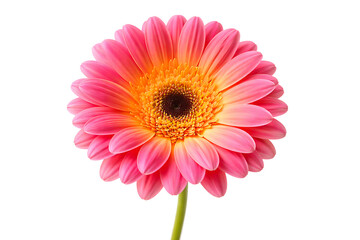 Vibrant pink gerbera daisy flower in full bloom isolated on white background with soft natural lighting