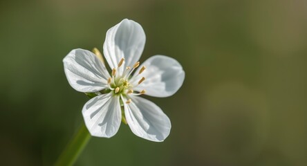 Obraz premium detailed macro of silene acaulis blossom highlighting fragile white petals with gentle backdrop