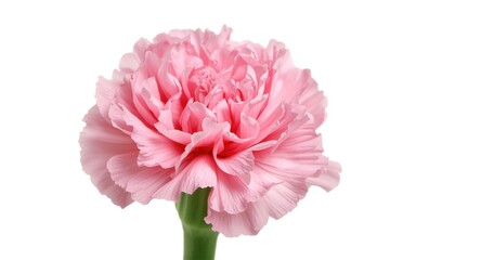 Fototapeta premium Detailed close up of pink carnation flower isolated against white background