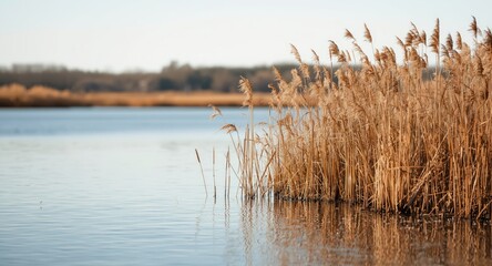 Fototapeta premium Autumn wind brushing through reeds beside a quiet water expanse in a wetland