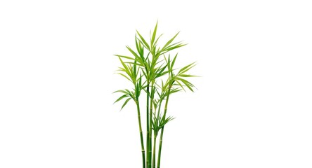 Obraz premium Bamboo leaf sprigs isolated on a plain white backdrop with copy space included