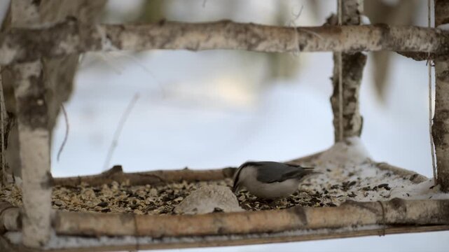 A Eurasian nuthatch feeds on sunflower seeds at a feeder in the forest.