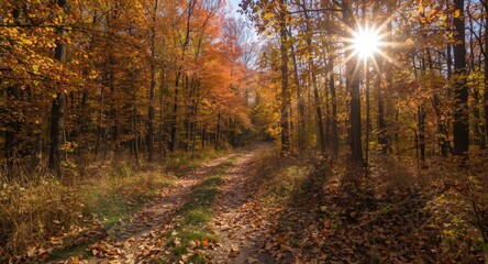 Fototapeta premium calm autumn woodland path filled with radiant sunlight and rich seasonal colors