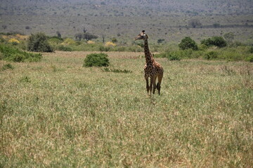 Fototapeta premium Maasai giraffe (Giraffa camelopardalis tippelskirchi), which is the primary giraffe species found in the Tsavo East and Tsavo West National Parks. The Tsavo Conservation Area in Kenya is home to a di