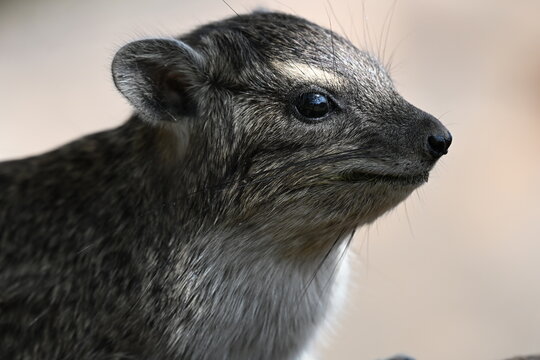 Rock Hyrax Procavia capensis is a small, herbivorous mammal native to Africa and parts of the Middle East. Despite its rodent-like appearance, it is most closely related to elephants and manatees 