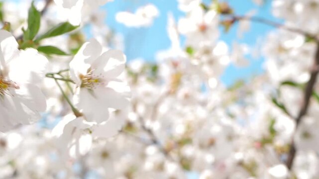 Real shot of a warm and healing spring scene with bees collecting nectar from white flowers