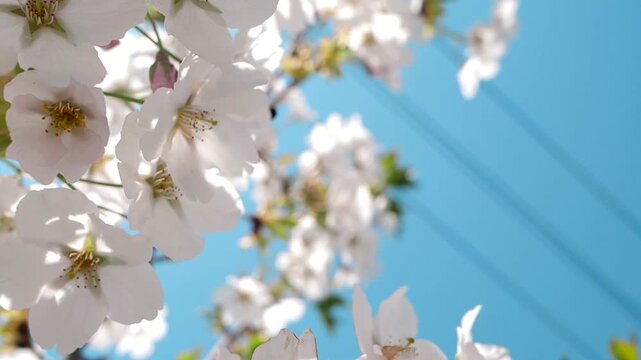 Real shot of a warm and healing spring scene with bees collecting nectar from white flowers