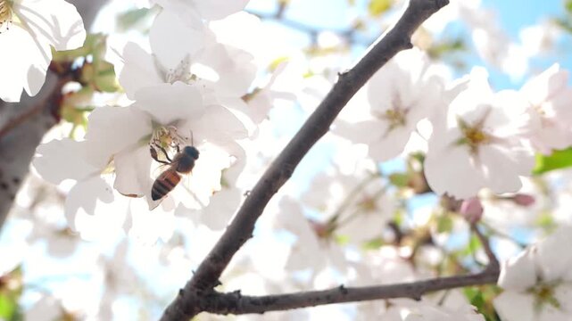 Real shot of a warm and healing spring scene with bees collecting nectar from white flowers