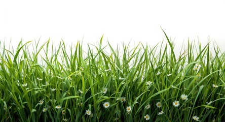 Fototapeta premium Broad landscape of vibrant green grass and delicate white floral details on white surface