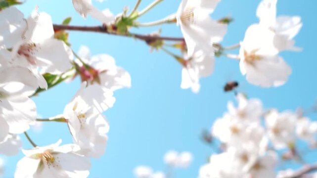 Real shot of a warm and healing spring scene with bees collecting nectar from white flowers