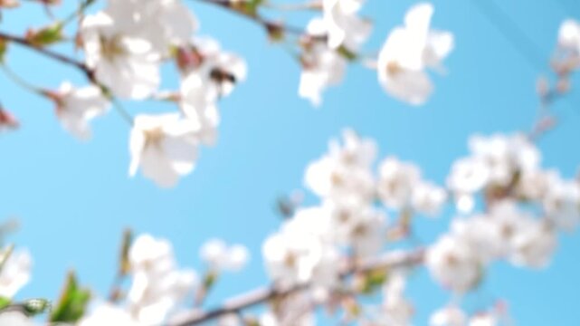 Real shot of a warm and healing spring scene with bees collecting nectar from white flowers