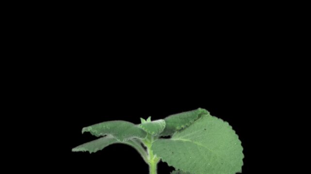 Time lapse of growing Melissa (Melissa officinalis) herb with ALPHA transparency channel isolated on black background