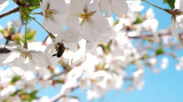 Real shot of a warm and healing spring scene with bees collecting nectar from white flowers