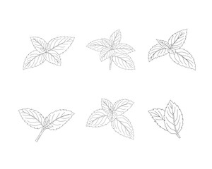Mint leaves set line art illustration. Herbal mint botanical collection. Aromatic herb foliage drawing set. Culinary mint leaves outline bundle. Natural herbal plant illustration. Botanical ingredient © Ani