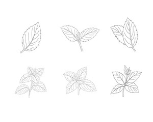 Mint leaves set line art illustration. Herbal mint botanical collection. Aromatic herb foliage drawing set. Culinary mint leaves outline bundle. Natural herbal plant illustration. Botanical ingredient © Ani