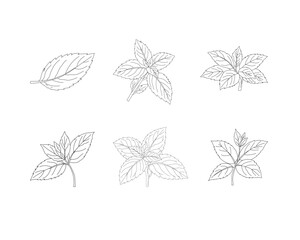 Mint leaves set line art illustration. Herbal mint botanical collection. Aromatic herb foliage drawing set. Culinary mint leaves outline bundle. Natural herbal plant illustration. Botanical ingredient © Ani