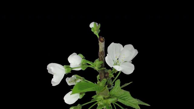 Time lapse of blooming plum (Prunus) tree branch isolated on black background