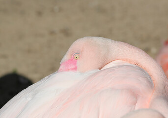 Fototapeta premium Close up of Chilean flamingo with yellow eye at zoo in Hanover, Germany