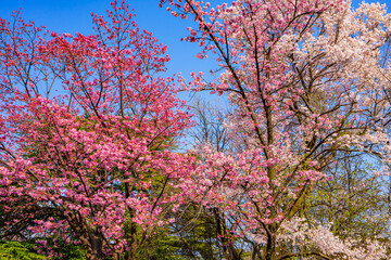 Pink Cherry Blossom Trees in Full Bloom Under Blue Spring Sky