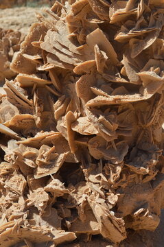 Tunisia le rose del deserto
