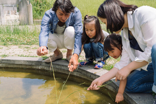 A family of four, two adults and two young children, crouch by a pond, touching the water with grass stems.