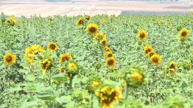 Bees perched on sunflowers and flowers grown in Kaman district of Kırşehir province in T&uuml;rkiye.