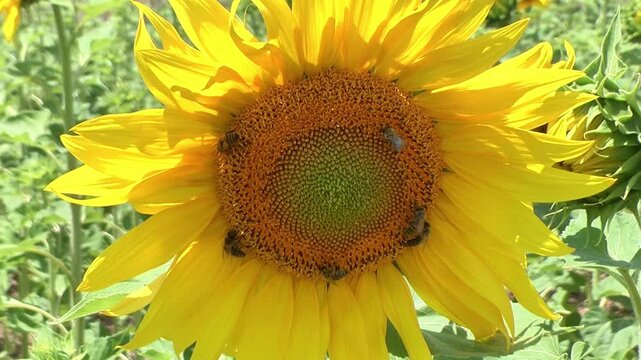 Bees perched on sunflowers and flowers grown in Kaman district of Kırşehir province in T&uuml;rkiye.
