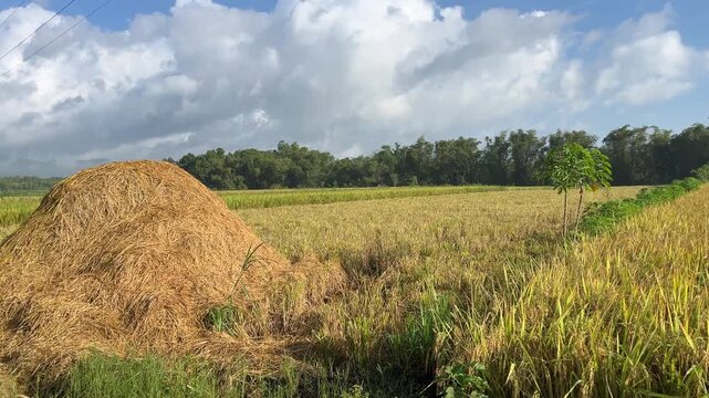 Large haystack pile standing beside a harvested rice field under a bright cloudy sky, filmed during daytime in a rural agricultural landscape.