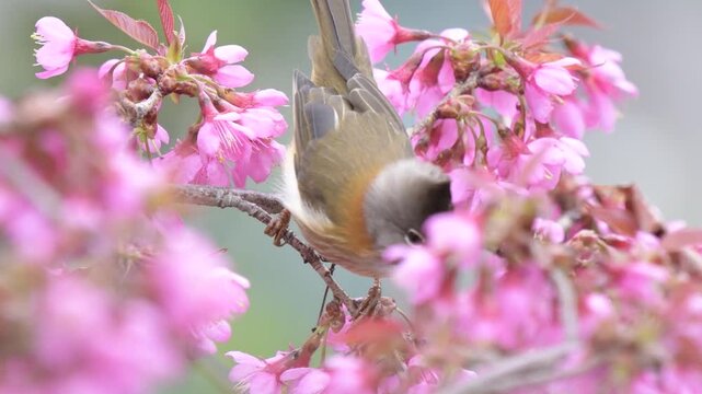 Real Shot Video of a Minivet Bird Eating Cherry Blossoms