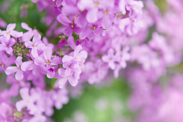 Fototapeta premium Spring nature scene with fresh pink blossom cluster