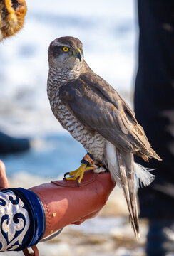 Falcon hunting. Golden eagle close-up on the background of the sky. The bird of prey hunts its prey. The eagle sits on the trainer's hand. National tradition of Asia. Kazakhstan