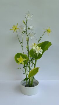 Vertical video of beautiful flower arrangement of yellow columbine, white bells and green hosta leaves on kenzan holder on white background. Floral design as hobby