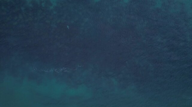 Turquoise Seascape With Leopard Shark In QLD, Australia - Drone Shot