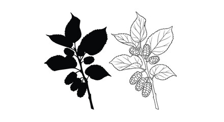 Blackberry and raspberry branches with berries a striking silhouette © Abir