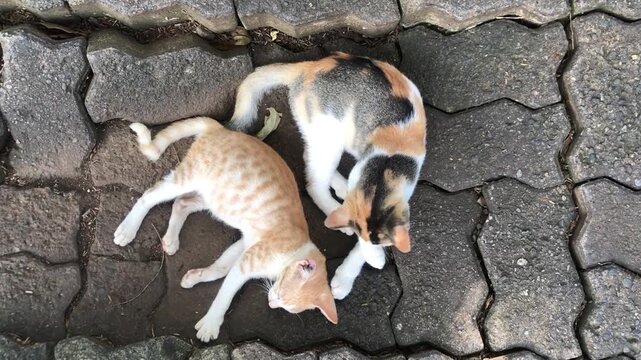 Two domestic cats, one ginger tabby and one calico, resting on a paved walkway.