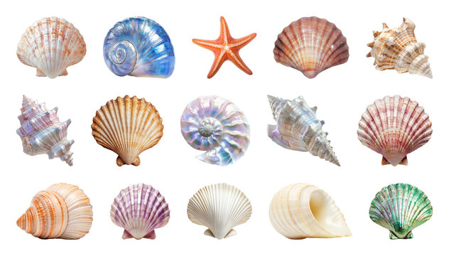 PNG Colorful seashells and starfish collection on transparent background