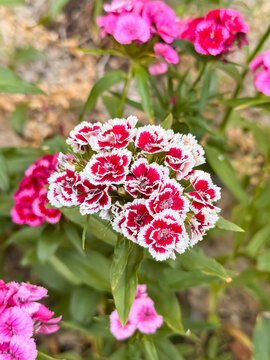 Sweet william dianthus cluster with red and white bicolor petals in garden
