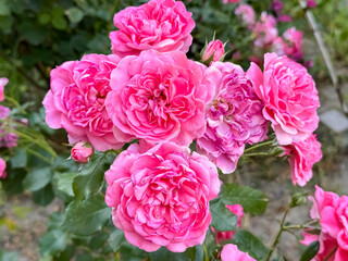 Obraz premium Abundant cluster of pink roses blooming together in summer garden setting