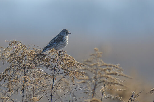linnet on the branch