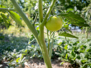 Naklejka premium Unripe Green Tomatoes Growing on Vine in Organic Garden Close Up