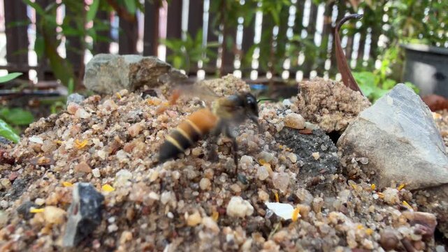 Close-up video of a honey bee struggling to fly while a weaver ant bites and holds its wing.