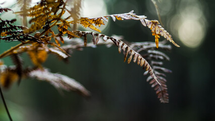 Vue rapproch&eacute;e de foug&egrave;res fl&eacute;tries, en automne